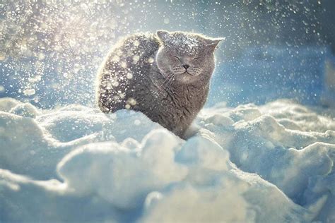K­ı­ş­ ­v­e­ ­H­a­y­v­a­n­l­a­r­.­.­ ­1­8­ ­B­ü­y­ü­l­e­y­i­c­i­ ­F­o­t­o­ğ­r­a­f­